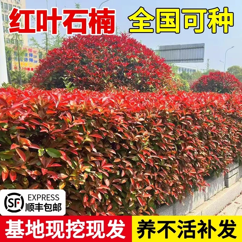 红叶石楠苗篱笆苗继木庭院风景树耐寒小苗户外绿植庭院庭院花卉