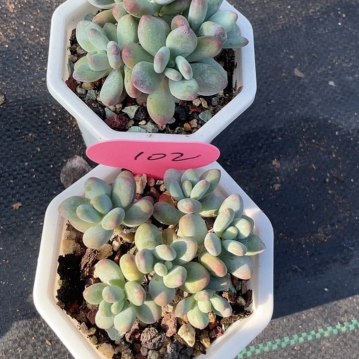 两盆苹果美人多肉102