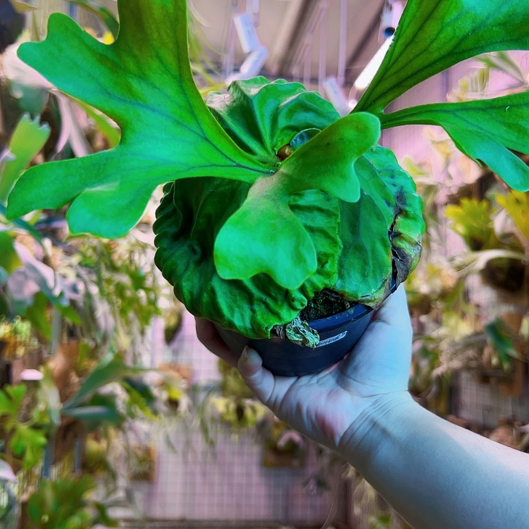 无花朵侏儒密叶亚猴a0009