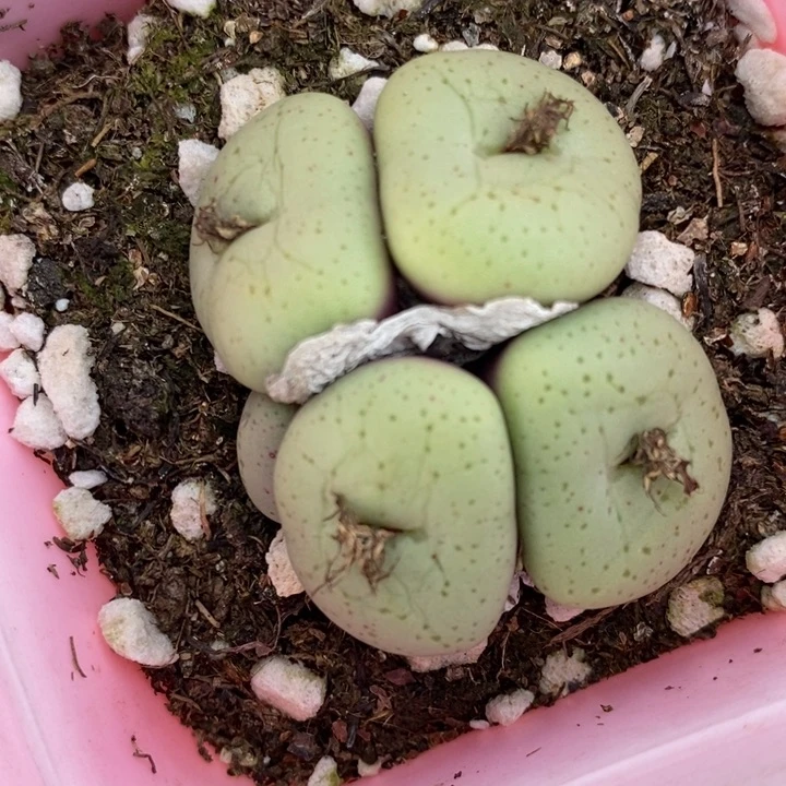 656吕氏大饼一群