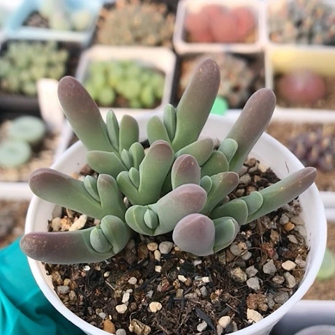 多肉肉锥 小白鲨