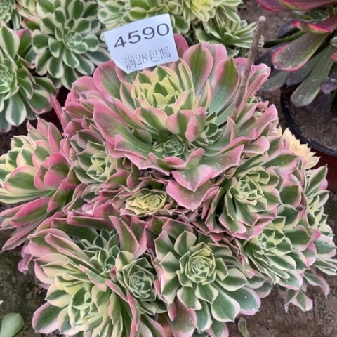 白凤多肉多肉4590