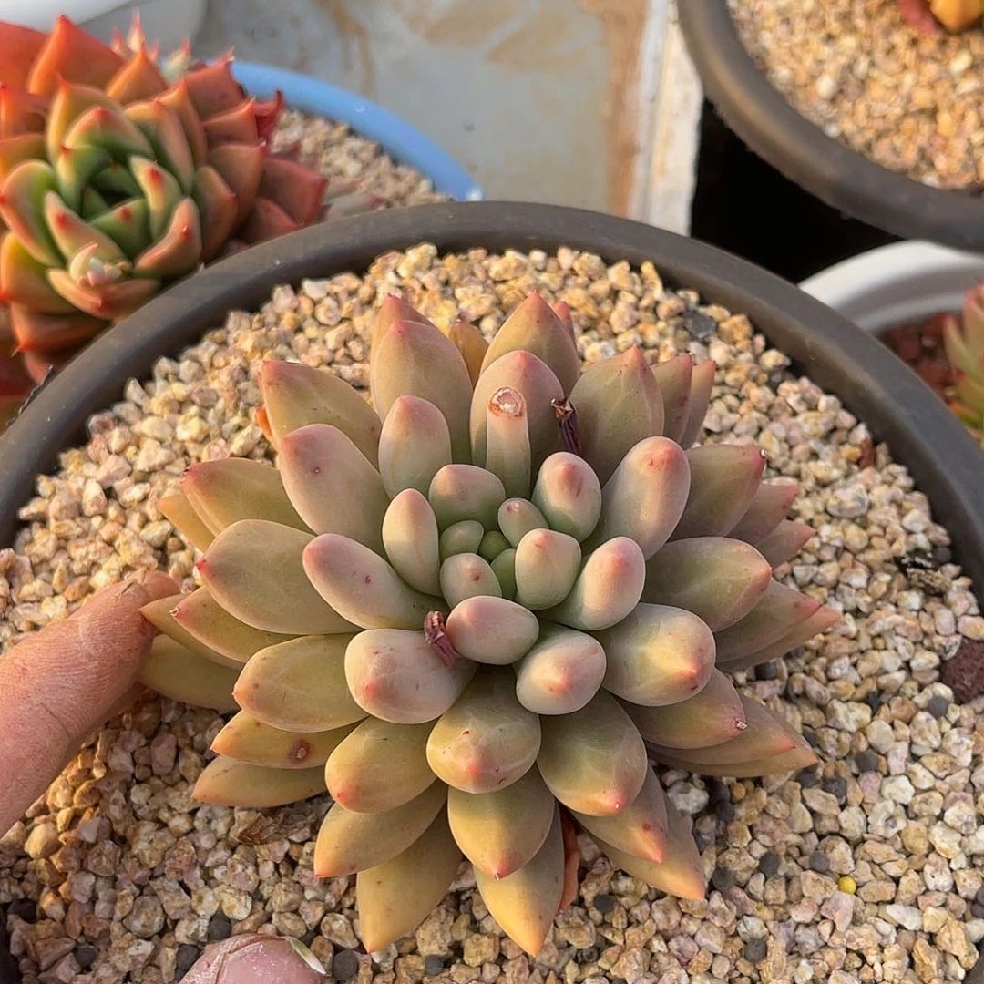 神*鱼多肉植物一物一拍