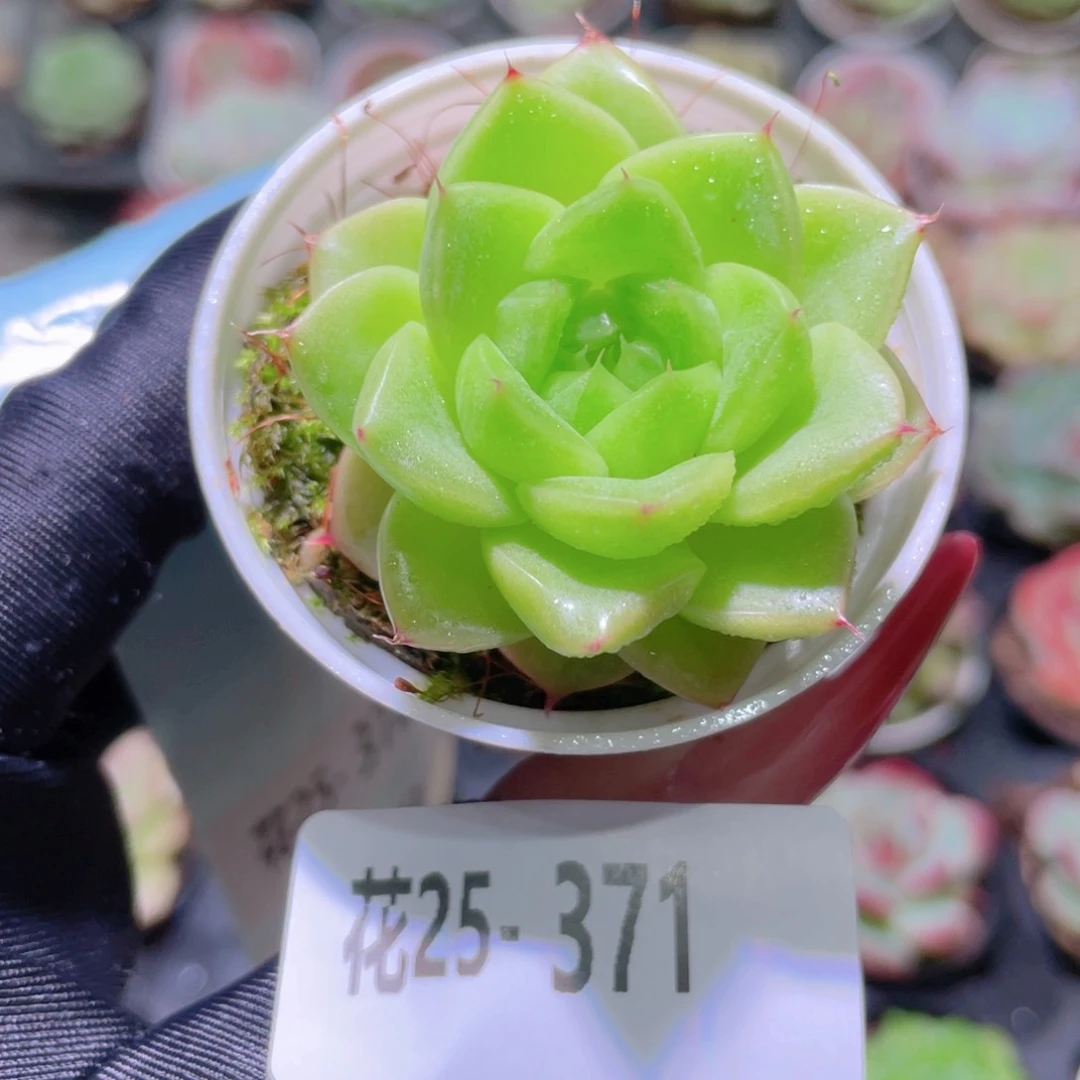 花利美25-371麦秆