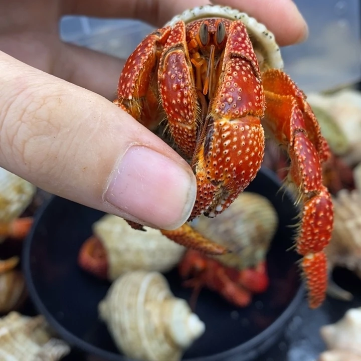3.8口斐济草莓A级