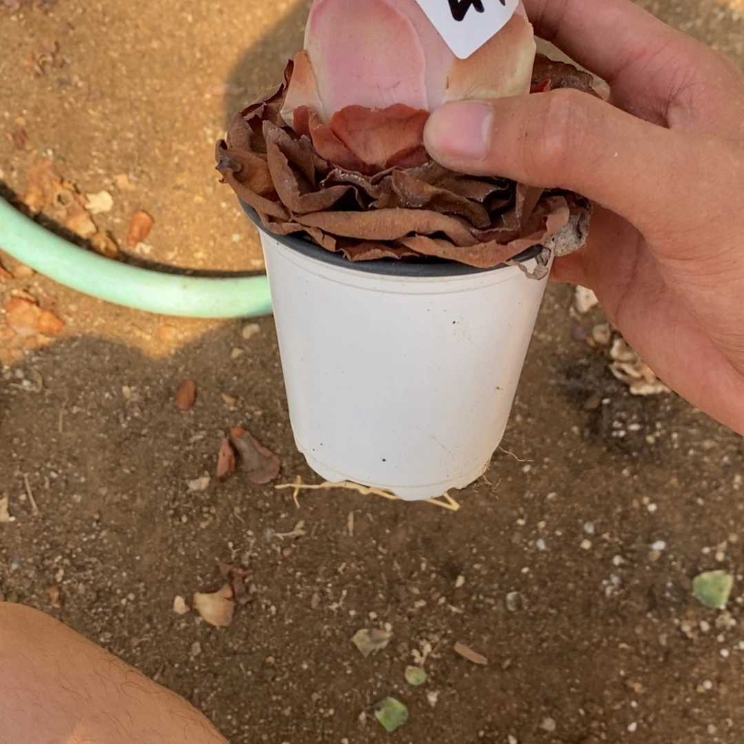 山地玫瑰00000000045
