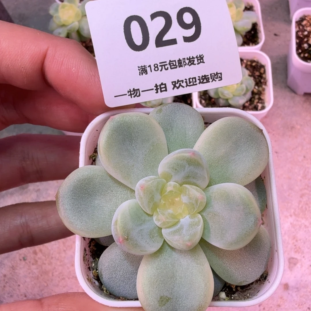 财富密码一物一拍029