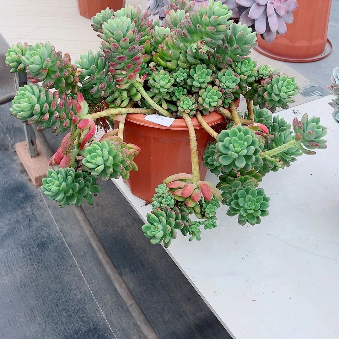 继***行381香格里拉多肉植物多肉
