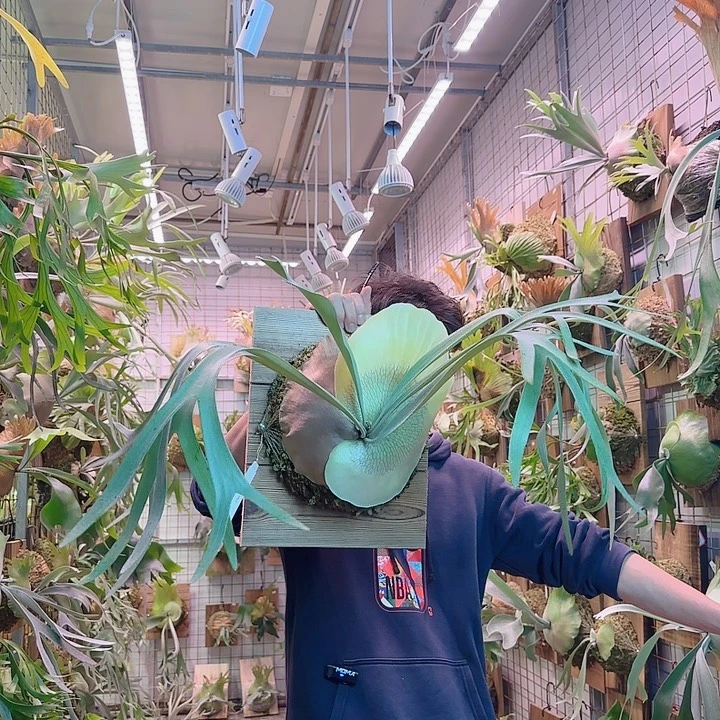 无花朵tenten。  a34