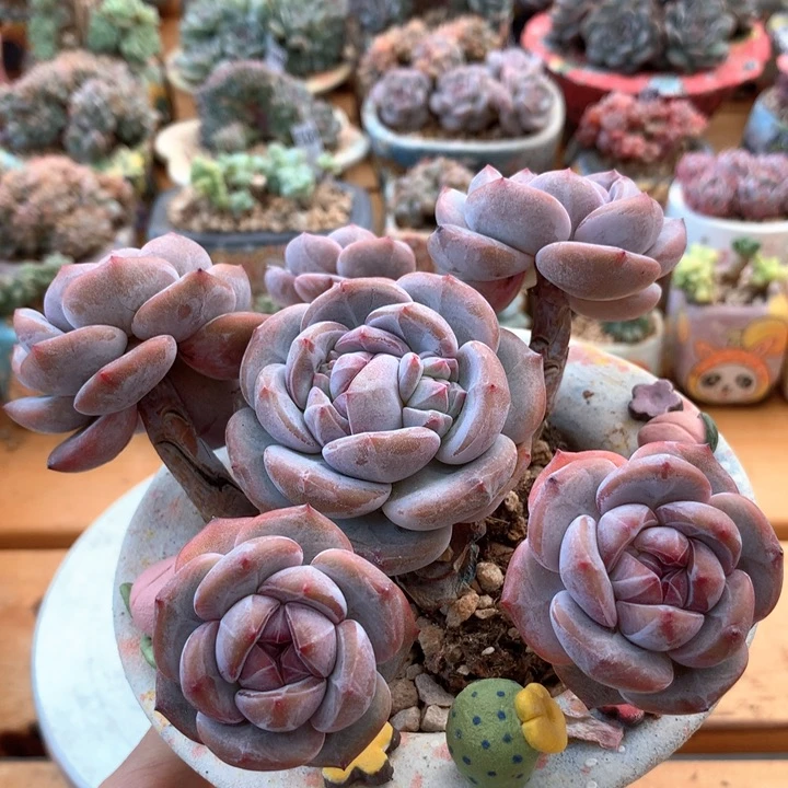 石榴籽星影    003