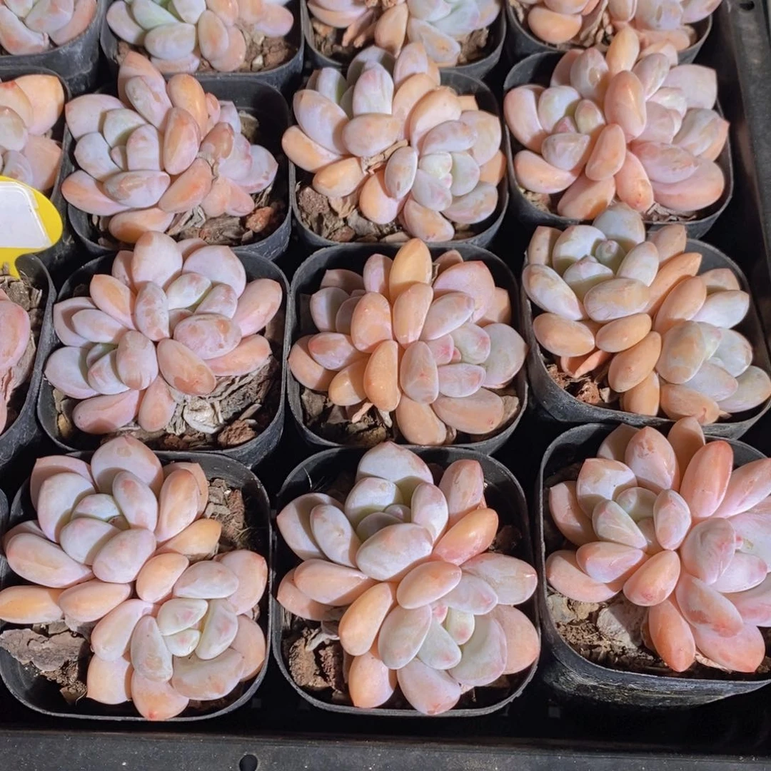 54-精品奶油小柿饼双头两个