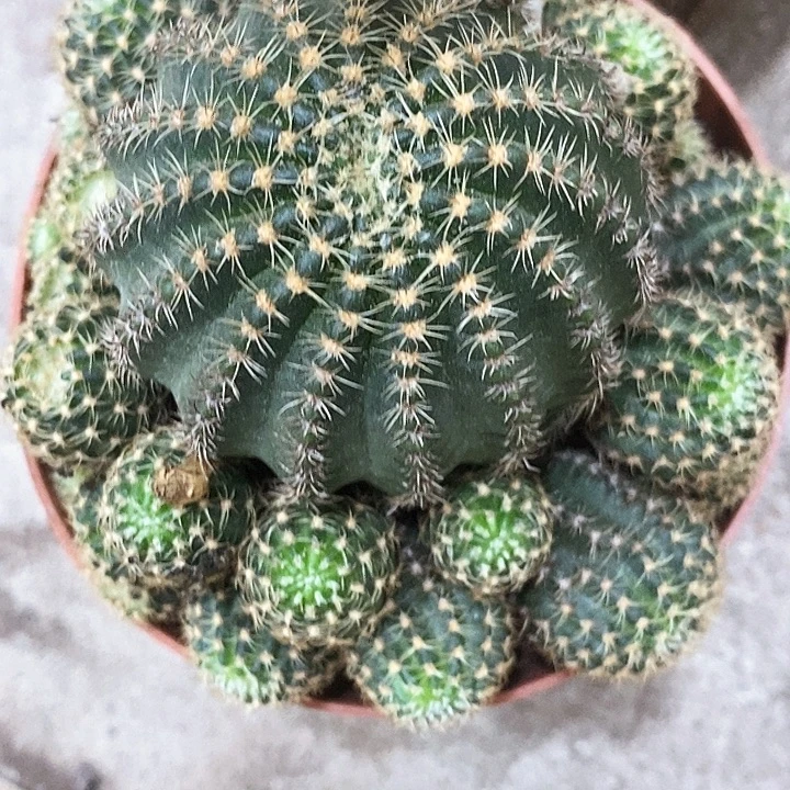 多色丽花，2689000