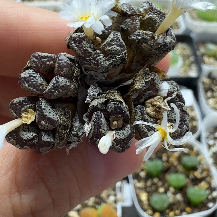 老马生石花蝴蝶勋章2242