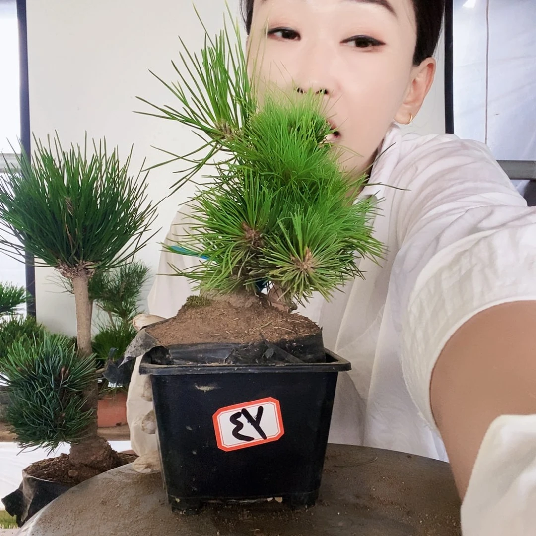 无花朵植物形态多年生草本