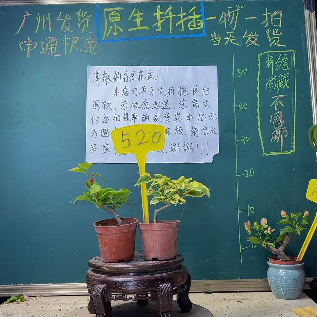 当前无花栽培后可以开花橙冰掌中宝  洒金红掌中宝 520