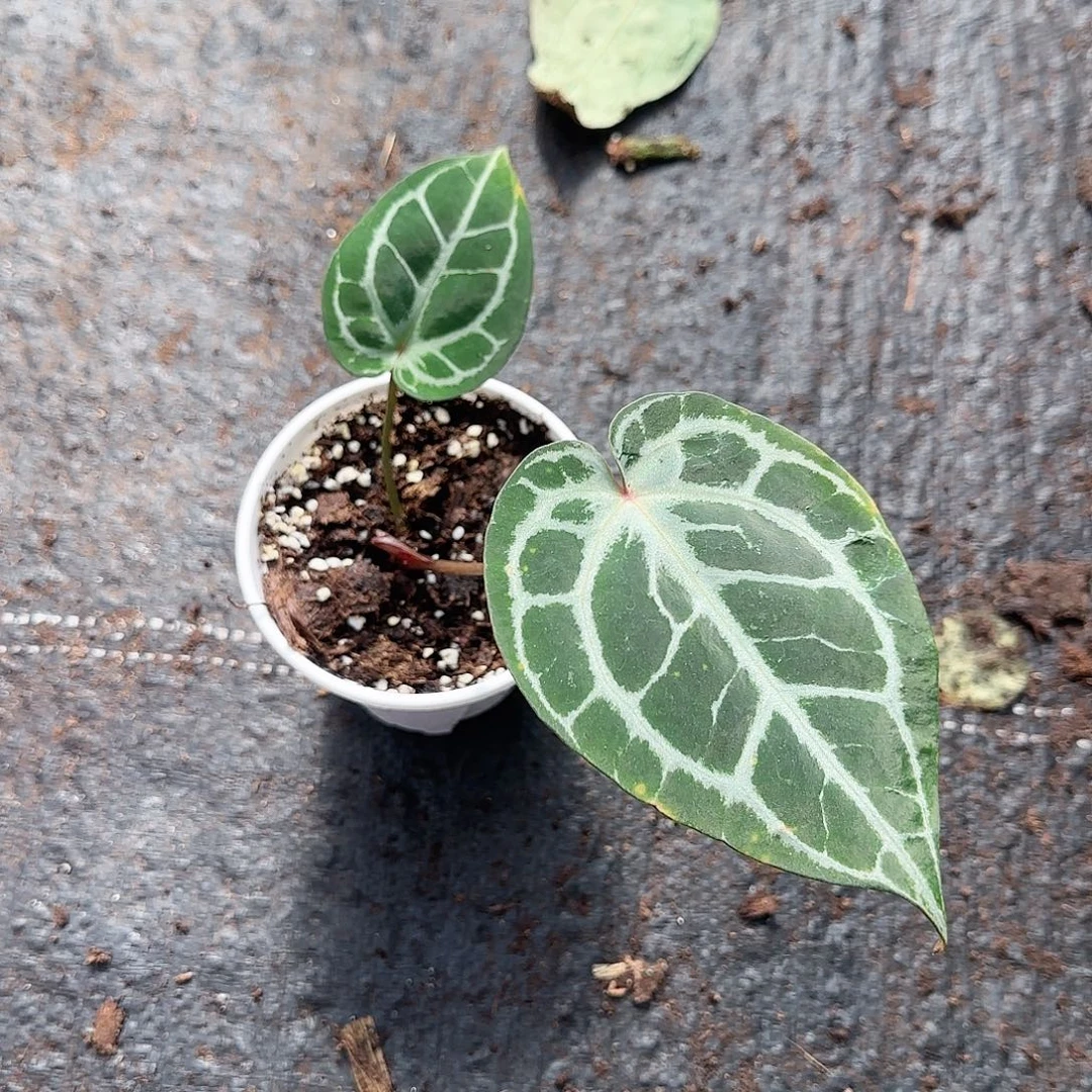 完全开放进口红虎侧芽