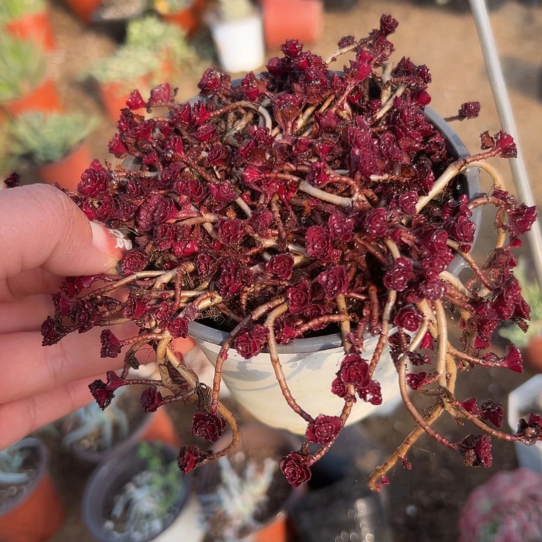 多肉植物小球玫瑰带盆