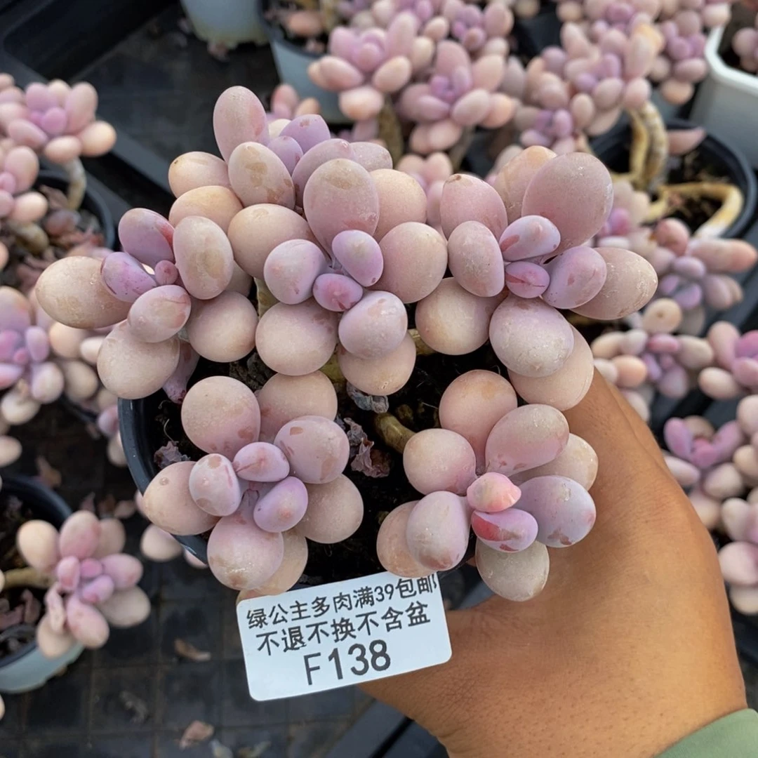 138糖果桃蛋多肉10c m