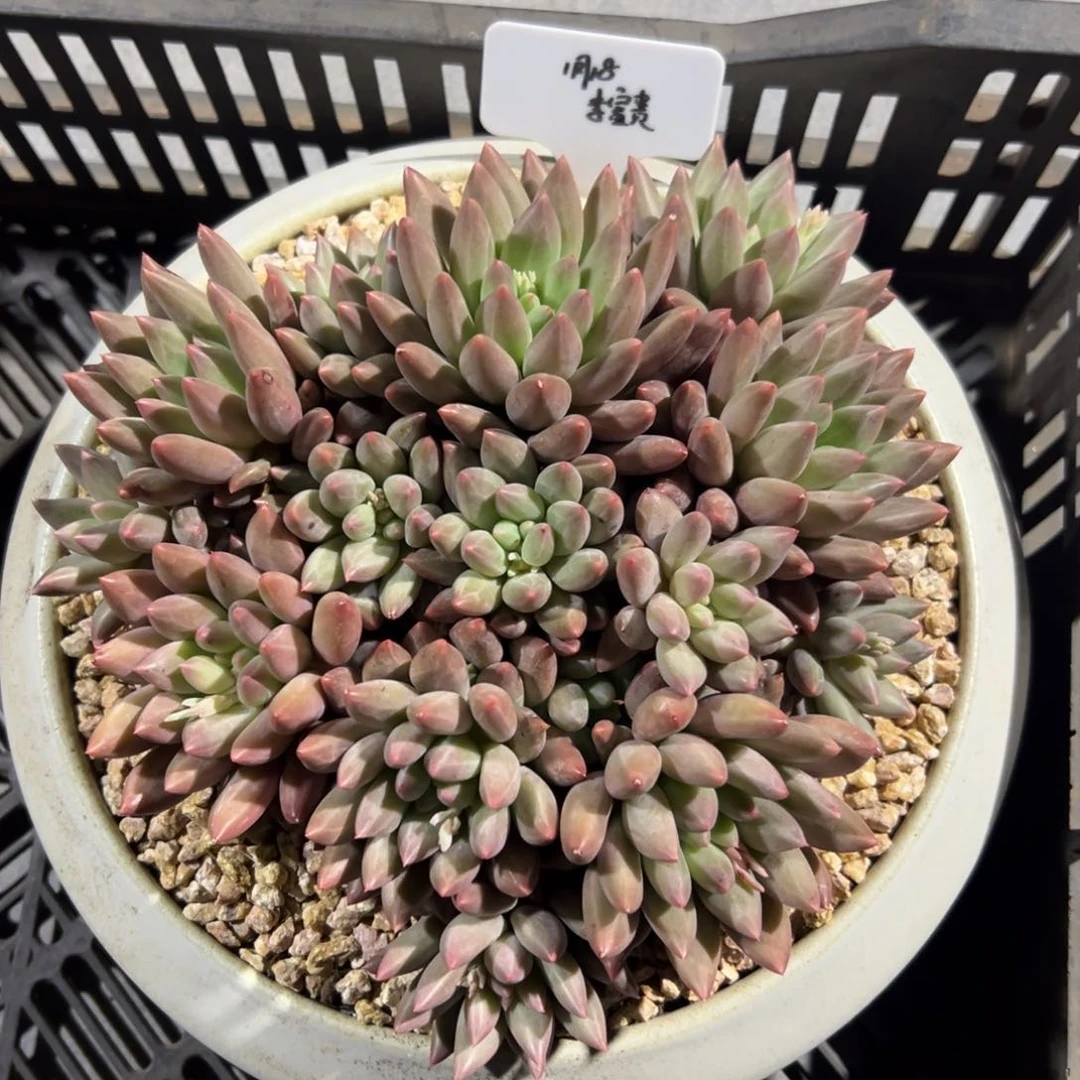 一物一拍链接，李富贵寄养