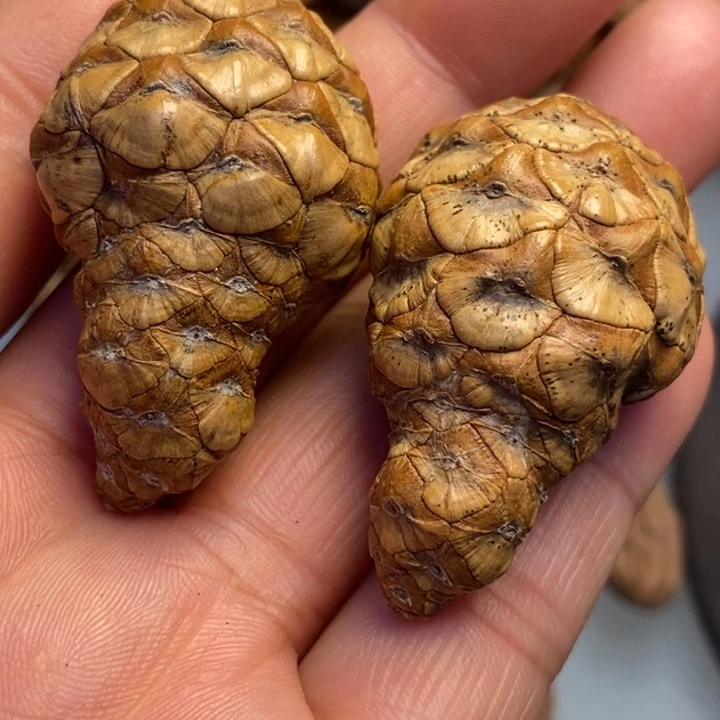 文玩核桃吊坠拿姐工艺70