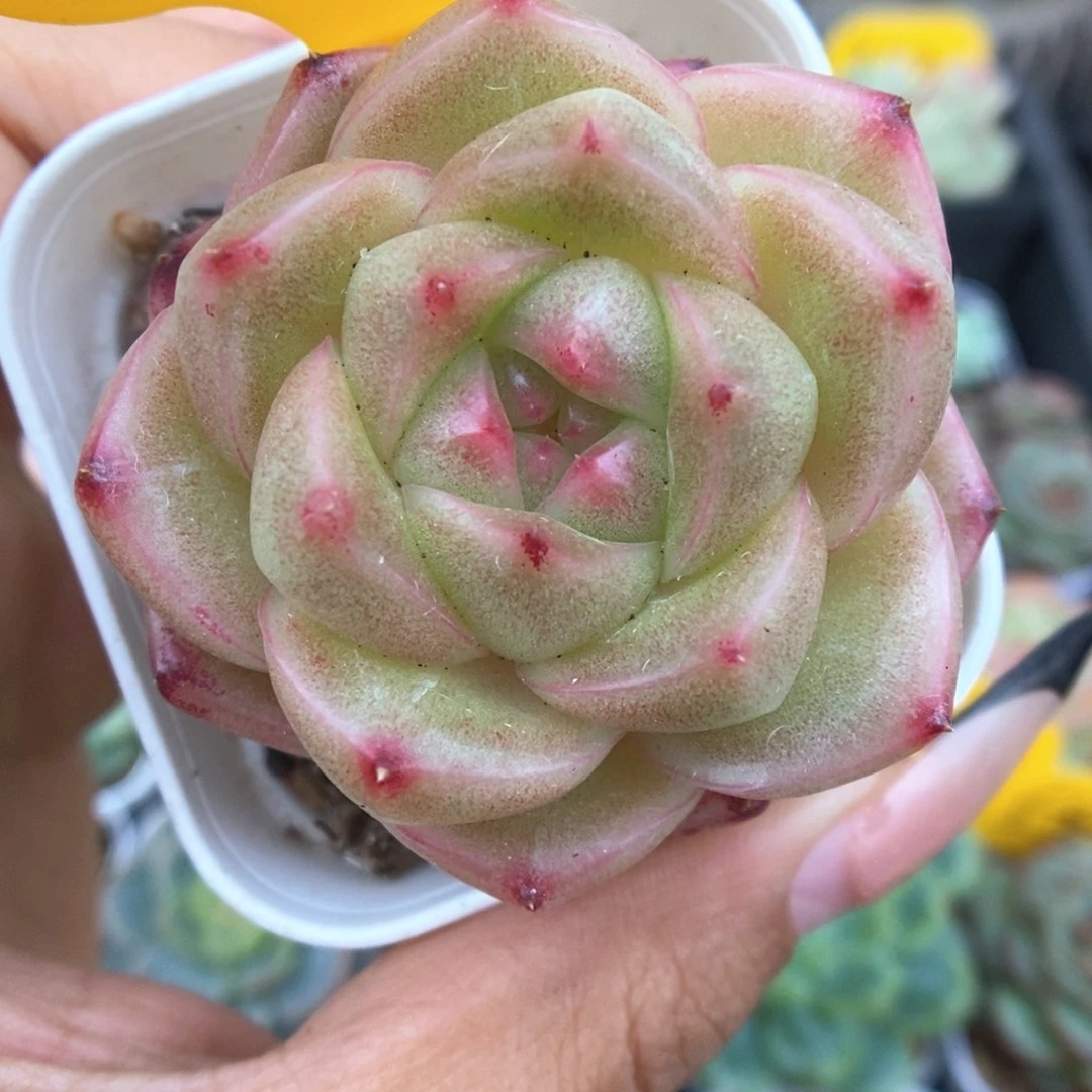 珍妮麦秆573号。