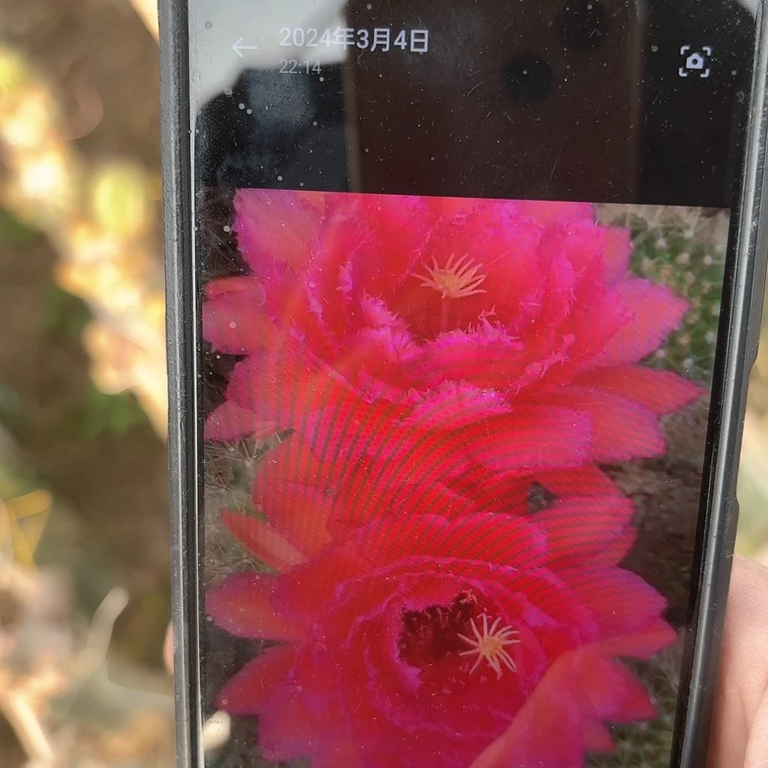 毛花柱荣耀侧牙无根六公分