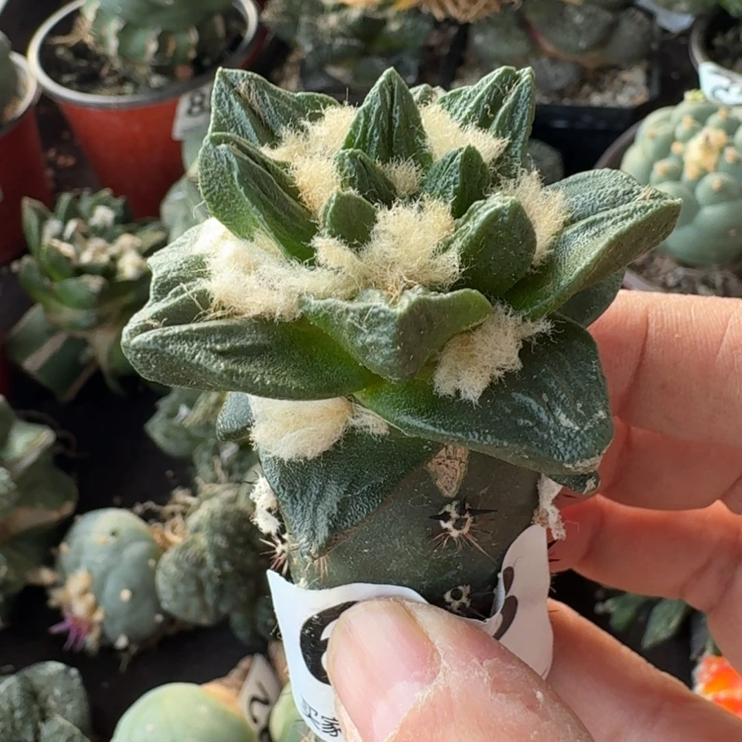 【闪购商品】苗接大尤龙角643