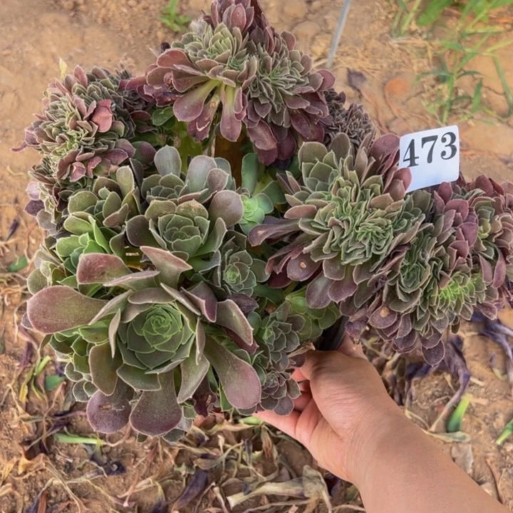 玫瑰缀多肉植物473