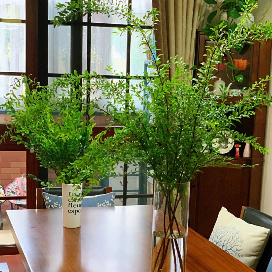 【配草雪柳叶】任意一单都顺丰包邮送货上门（今日下单明日送达）