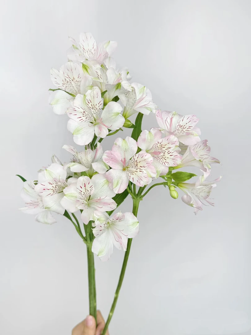 【买一送一】六出花 粉白色水仙百合   云南基地鲜花直发 家养水养