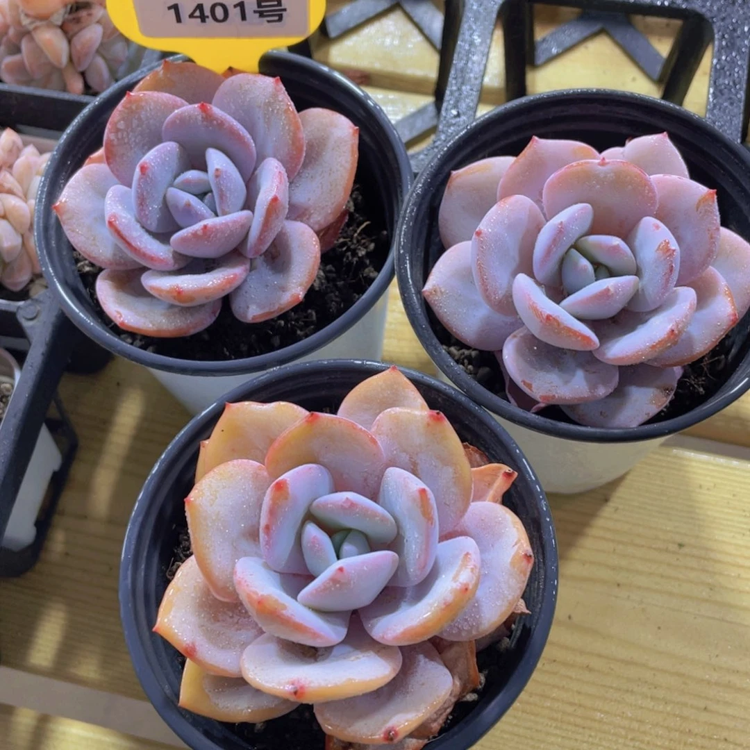 1401号 宽叶韩货全状态奶茶单头一个