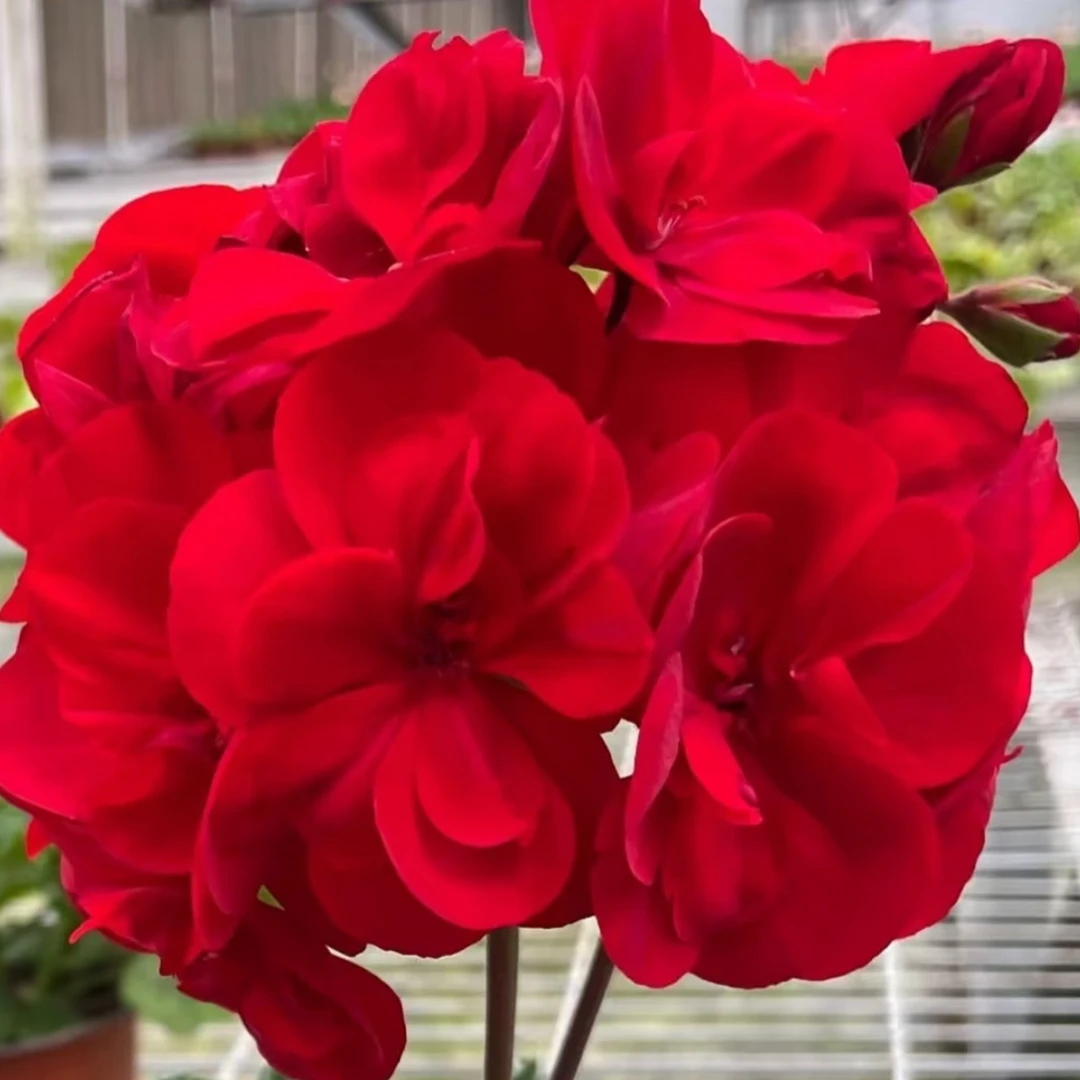 《红丝绒 》直立大花球暗红色