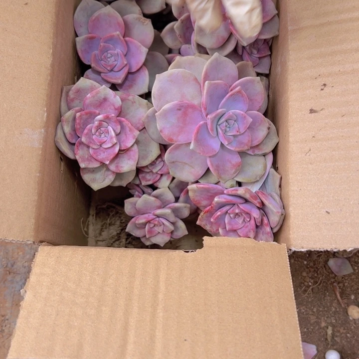 地栽瑕疵紫乐装箱（不售后）