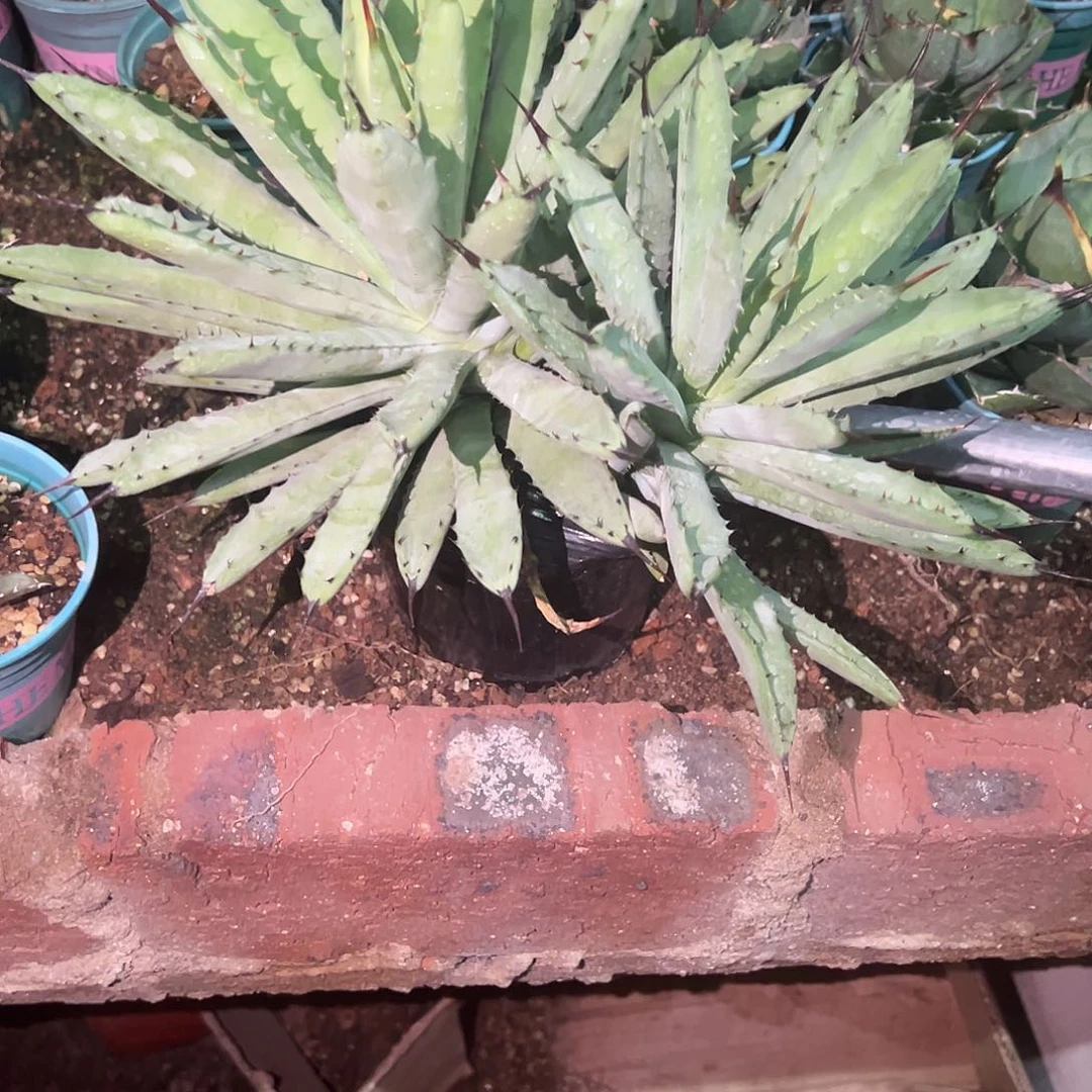 茯****绿肌八荒殿双头植物