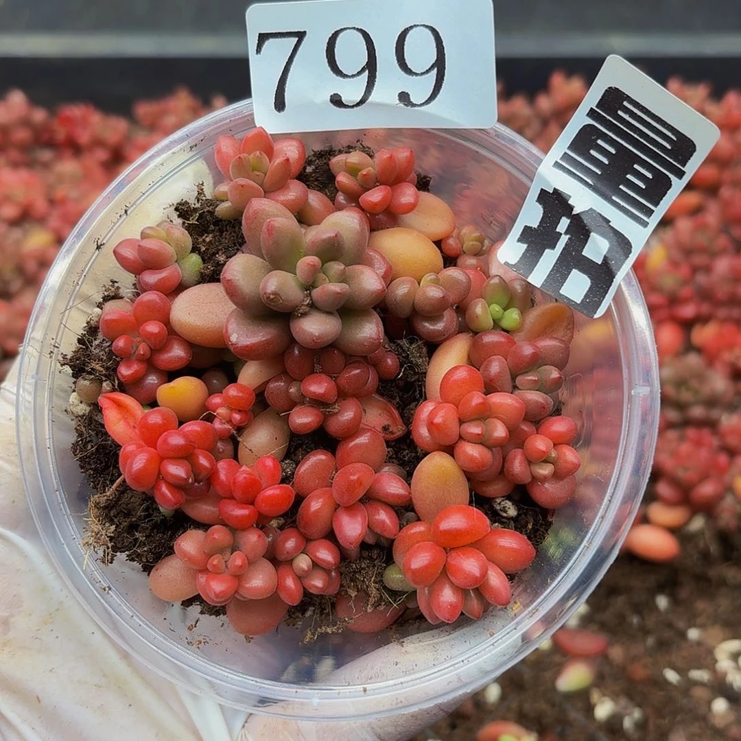 多肉植物多肉植物799量拍