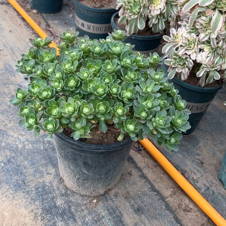 91树玫瑰多肉多肉多肉朵朵