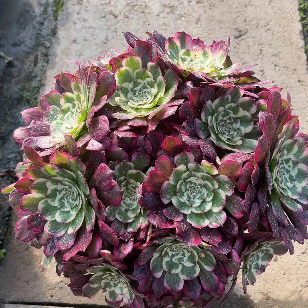 无花朵霁月法师多肉植物漂亮