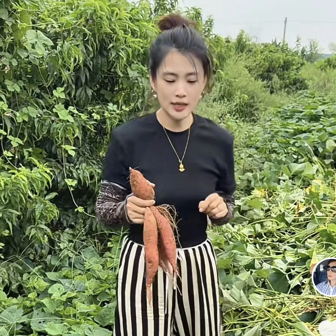 天龙自家种植大连地瓜