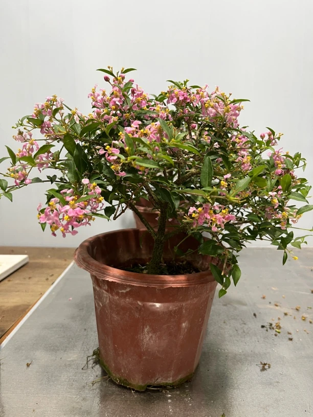 李氏樱花盆景庭院阳台观赏好养 一物一拍