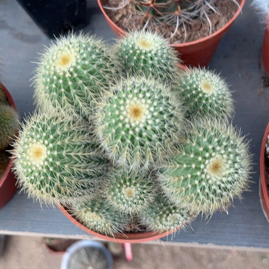 金冠随机一颗。