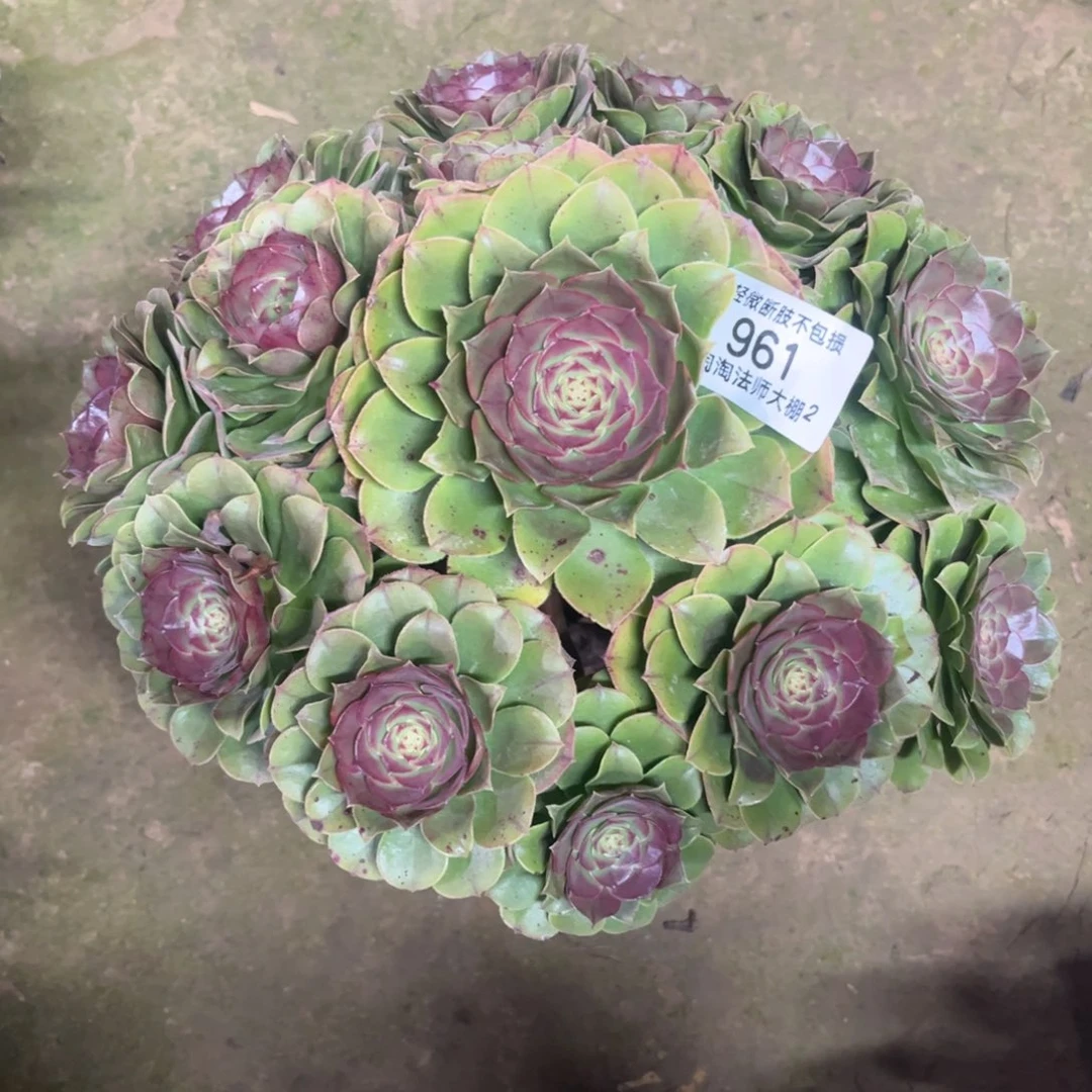 961万圣节多肉植物法师