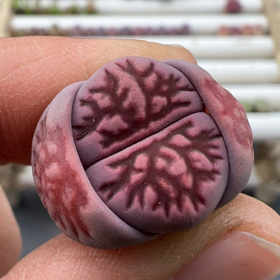 3.7好看的多肉脱土发货425