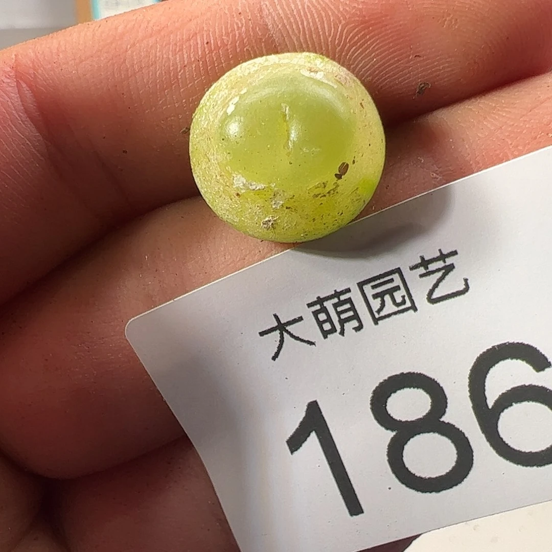 0000186 一物一拍……