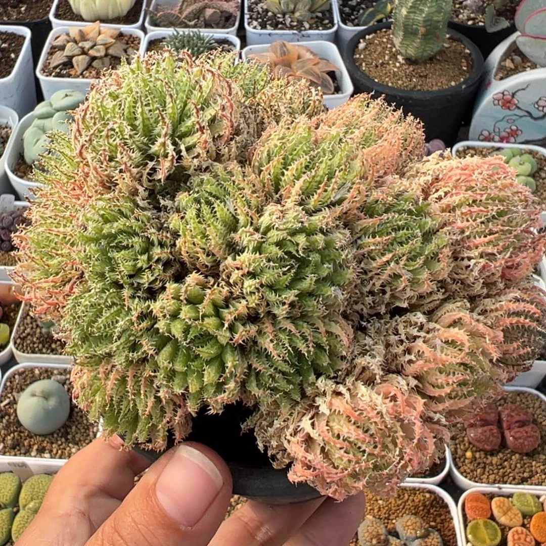 258多肉植物种类多样