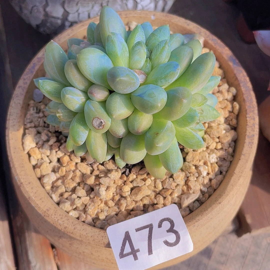 咖啡豆多肉植物多