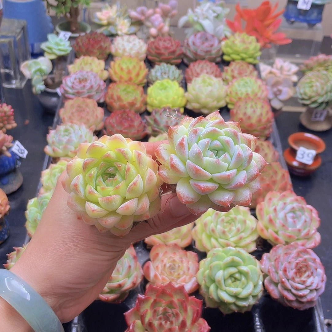 猫***妞花钱花钱花钱花钱花钱