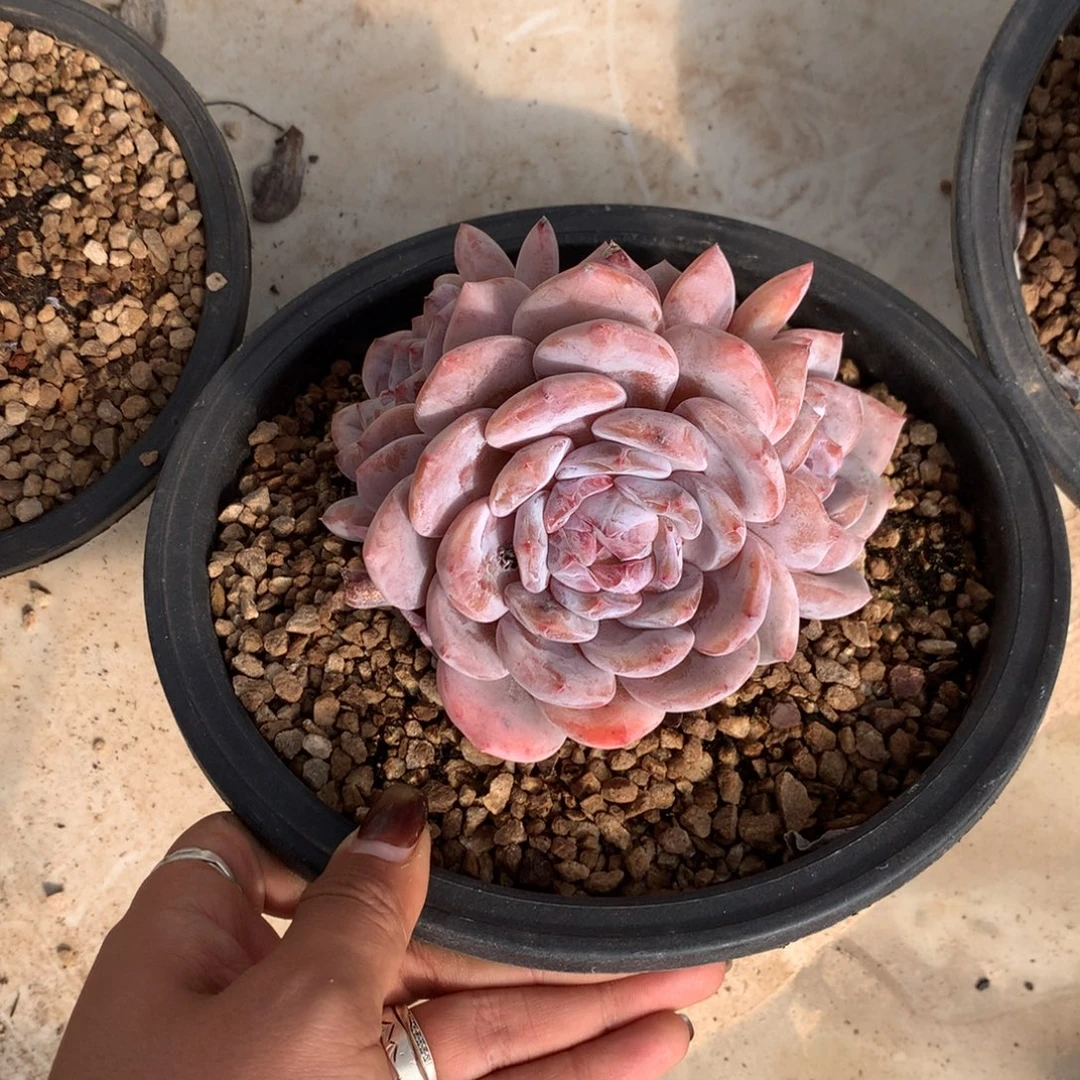 石榴籽哈哈哈哈哈哈12