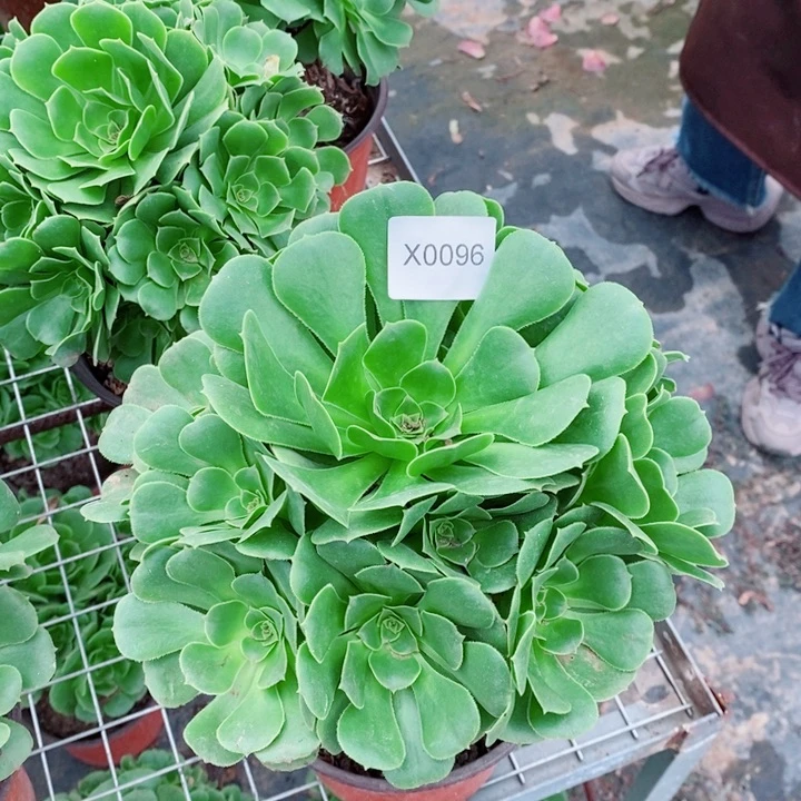 闪购法师1棵绿羊绒0096