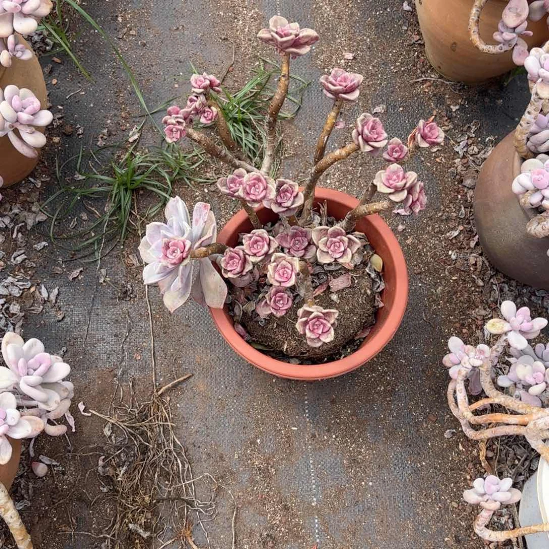 一*8号老庄多肉植物