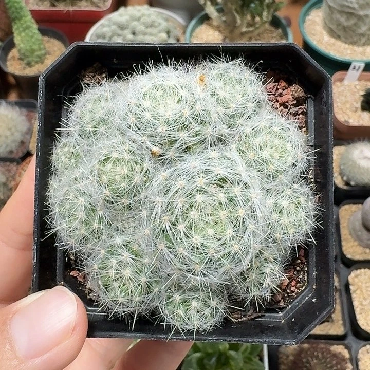 实生惑星仙人球123